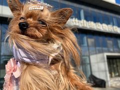 -北京派仕佳德动物医院·超导核磁·CT·神经科·骨科·内外科·急重症管理中心