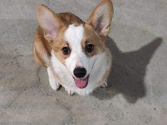 -宠物之家Pets Home 宠物寄养酒店