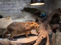 点击看大图 -Zoolung Zoolung动物主题公园(海信广场店)