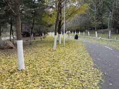 -长白岛森林公园