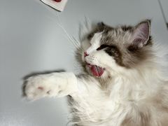 -东日国际动物医院·CT·心脏专科(桃源分院)