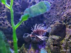 -太平洋海底世界