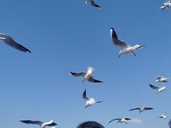 -海埂大坝