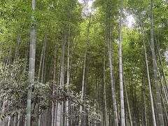 -上海佘山国家森林公园天马山园