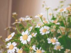 -双季花艺园艺市场(浦东店)