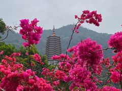-深圳市中科院仙湖植物园