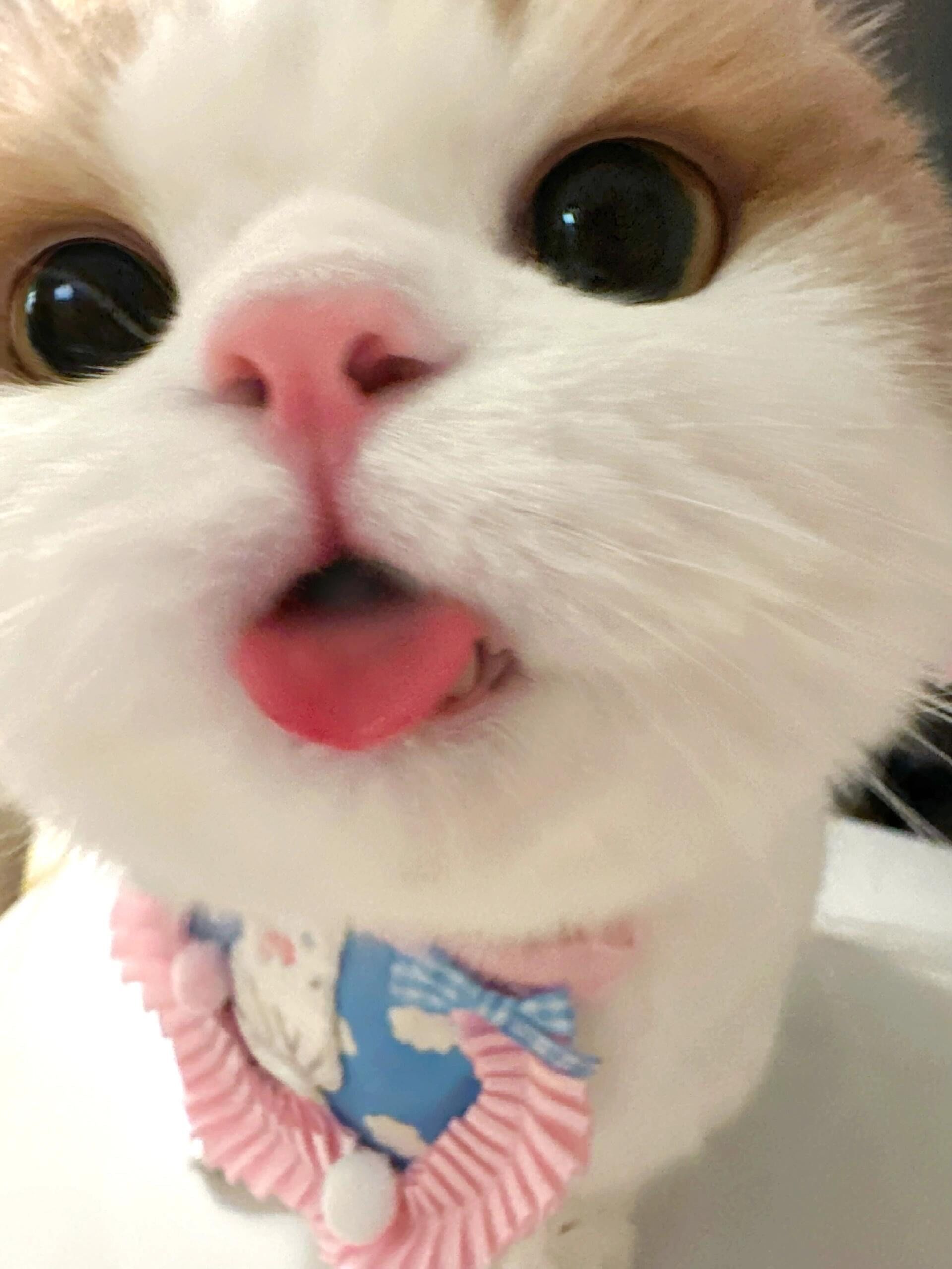 小表情咋这么多✧⁺⸜(●˙▾˙●)⸝⁺✧