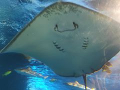 -太平洋海底世界