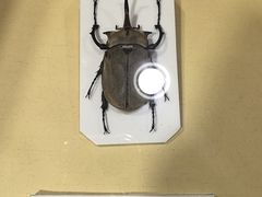 -上海大自然野生昆虫馆(东方明珠·爬宠昆虫探索中心)
