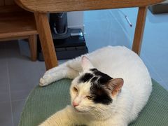 -天宠宠物医院24小时·急重症诊疗中心·全科·腔镜特色(和平分院)