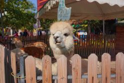 -萌宠亲子动物乐园(槐房万达店)