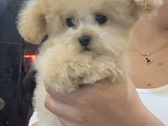 -萌宠之家·腊肠犬·马尔泰·小体犬舍