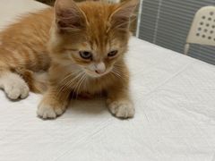 -瑞派长江宠物医院·猫科·外科·24小时夜护(谊城公寓分院)