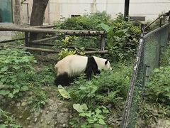 -成都动物园