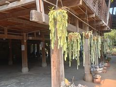 -西双版纳傣族园