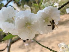 -南国桃园旅游度假区