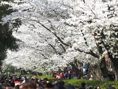 -武汉大学-樱园