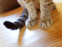 -猫和宫(六道口店)