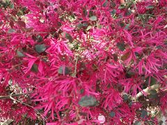 -绵阳盛世樱花悠乐谷