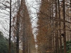 -黄海国家森林公园