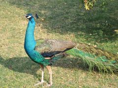 孔雀-西昌邛海宾馆