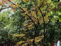 -嘉里饭庄