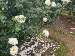 -人民公园(罗湖区)