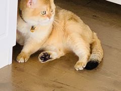 -东方名猫馆·英短金渐层布偶猫舍(环线广场1号楼店)