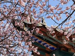 -桃花堤公园