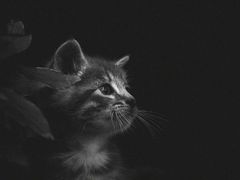 -阳江河堤老牌曾记美食