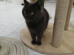 -喵园·猫主题咖啡厅·撸猫·猫咖(国贸店)