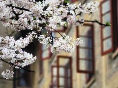 -武汉大学-樱园