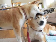 -BeauTea水仙(coco park店)