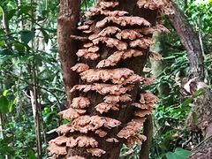 -七仙岭温泉国家森林公园