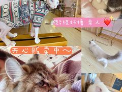 -Sweet cat·星愿猫咖(国贸大厦店)