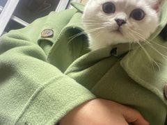 -喵zoo家庭繁育猫舍(尖东智能花园店)