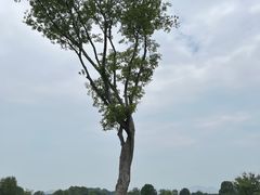 -良渚古城遗址公园