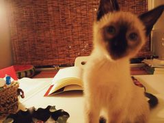 -芭比堂动物医院·犬猫全科·异宠专科(雁塔分院)