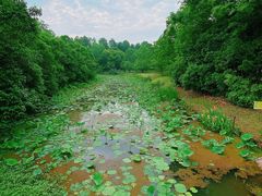 -上海海湾国家森林公园