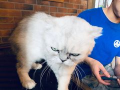 -more than meow吴止猫主题餐厅(承德 中船汇店)