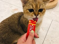 -飞行喵MR PILOT|猫舍·猫咖(静安大融城店)