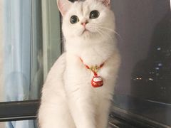 -美联众合动物医院·24h转诊中心