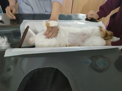 -瑞派雷欧宠物医院·24h夜诊·心脏骨科牙科·全科重症转诊中心(无影山店)