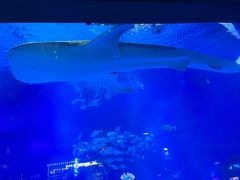 -烟台海昌鲸鲨海洋公园