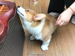 -翊宠yipet猫狗购宠庄园犬舍•猫舍