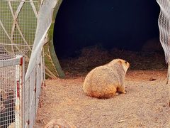 -哈尔滨北方森林动物园