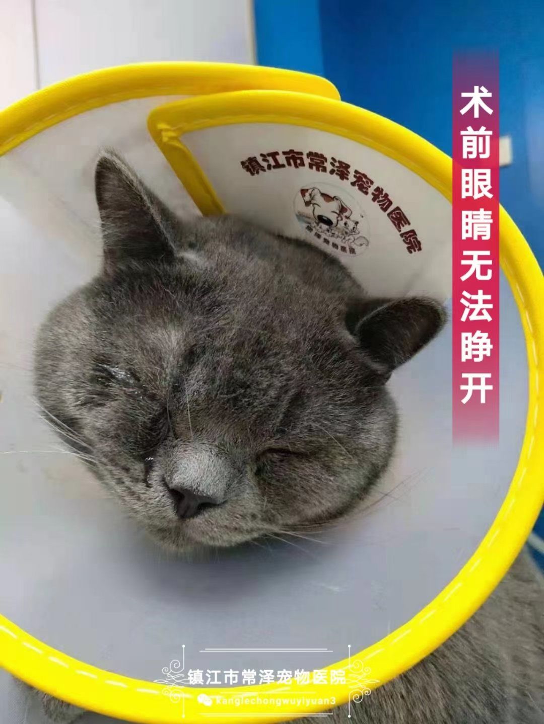 猫咪倒睫是什么? 
猫的倒睫毛是指眼睫毛终端向角膜的方向生长.