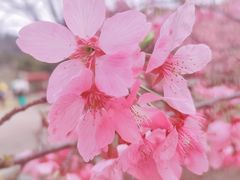 -绵阳盛世樱花悠乐谷