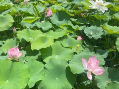 -龙环葡韵住宅式博物馆