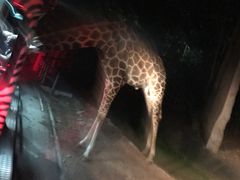 -清迈夜间动物园